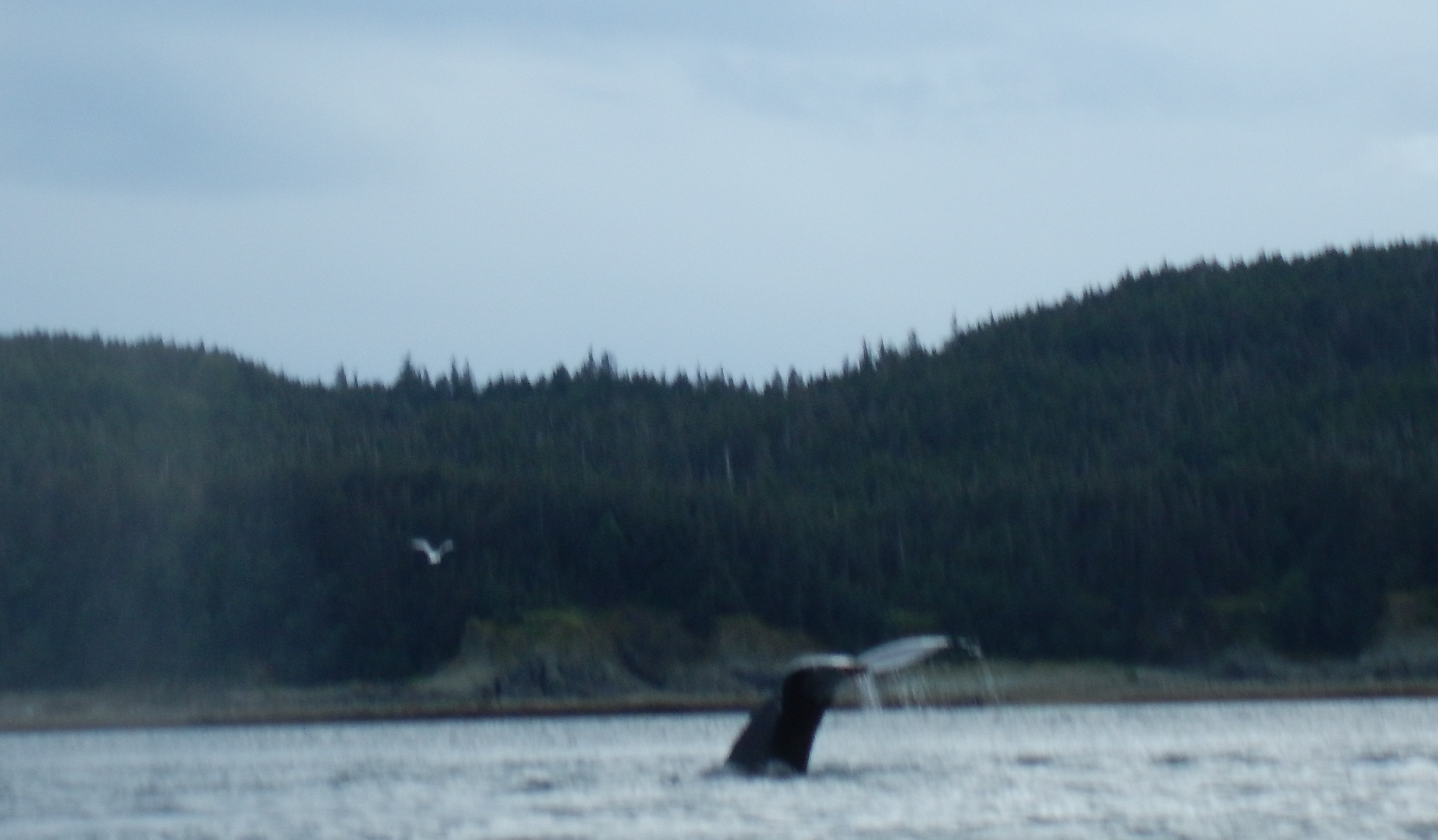 Whale fluke